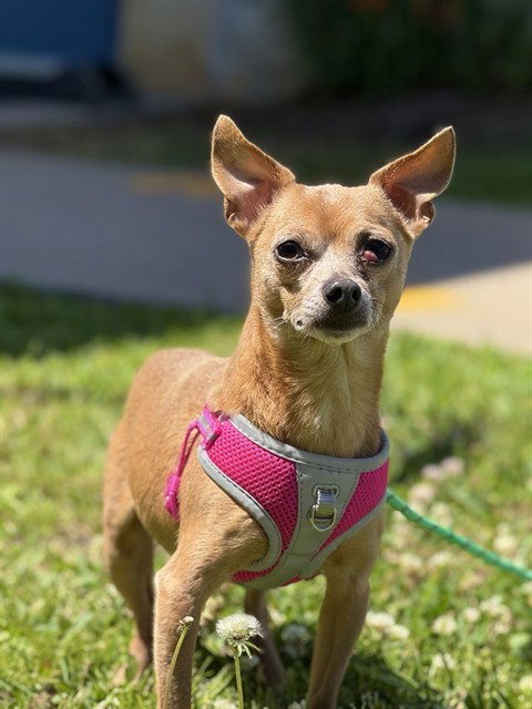 CHACHO - Chihuahua available for adoption