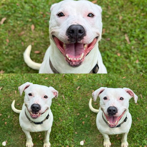 picture of the dog needing adoption