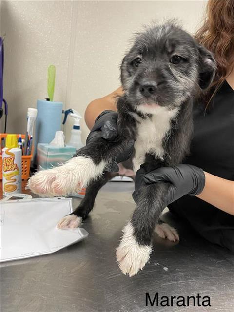picture of the dog needing adoption