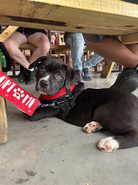 picture of the dog needing adoption
