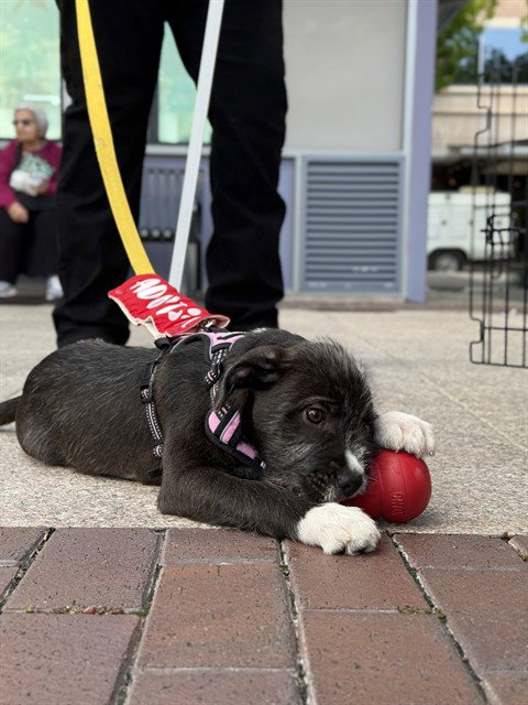 picture of the dog needing adoption