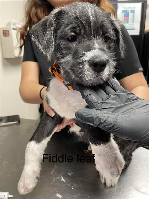 picture of the dog needing adoption