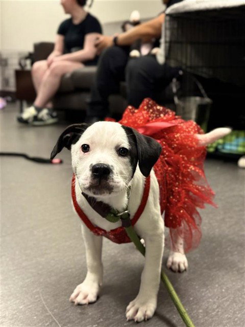 picture of the dog needing adoption