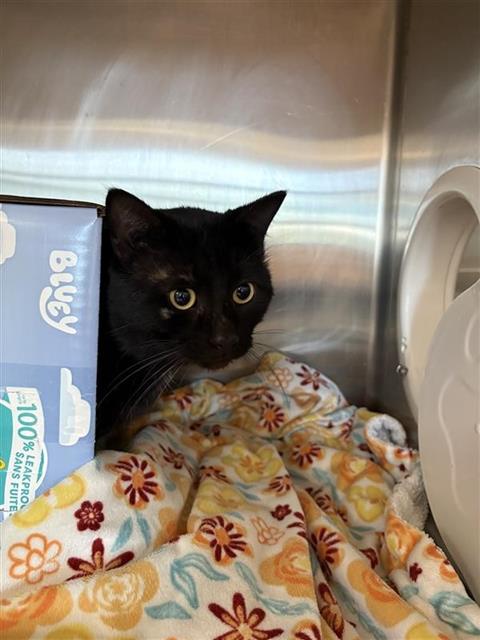 HANK, Adult Domestic Short Hair (medium coat), cat for adoption in Friendswood, Texas