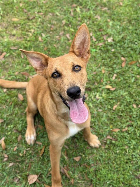 picture of the dog needing adoption