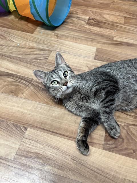 *DOLORES, Adult Domestic Short Hair (medium coat), cat for adoption in Friendswood, Texas