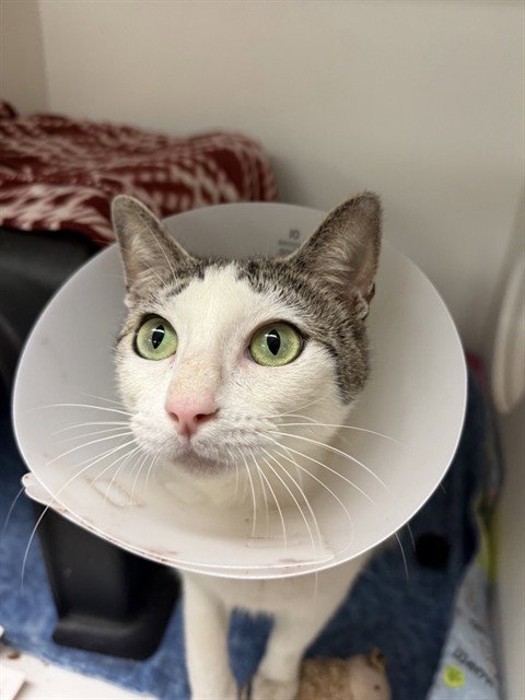AMBER, Adult Domestic Short Hair (medium coat), cat for adoption in Friendswood, Texas
