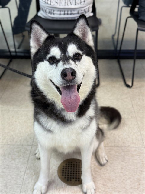 DIXIE, an adoptable Husky in Sugar Land, TX