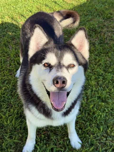 DIXIE, an adoptable Husky in Sugar Land, TX