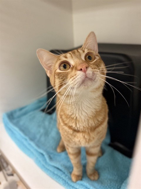 TANNER, Young Domestic Short Hair (medium coat), cat for adoption in Friendswood, Texas