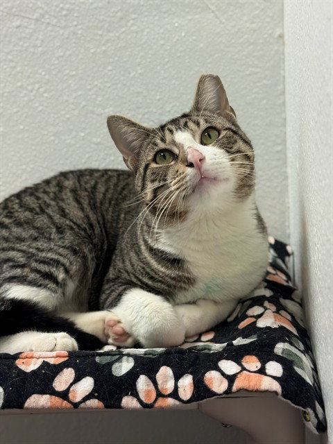 MR. PLANTER, Adult Domestic Short Hair (medium coat), cat for adoption in Friendswood, Texas