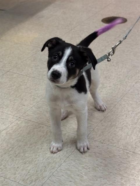 BO, an adoptable Rat Terrier in Sugar Land, TX