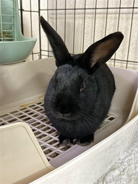 BUNNIE