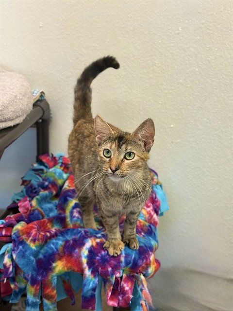 IVY, an adoptable Domestic Medium Hair in Sugar Land, TX