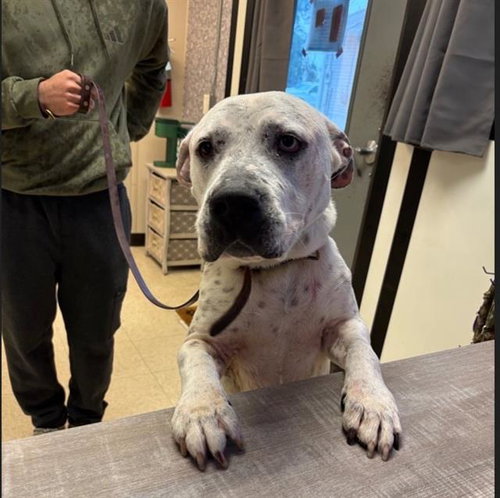 FRANKIE, an adoptable Mastiff in Sugar Land, TX