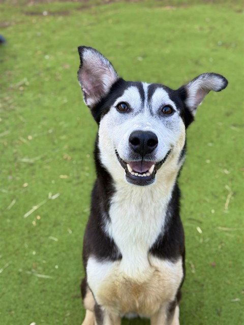 HERMOSA, an adoptable Siberian Husky in Sugar Land, TX