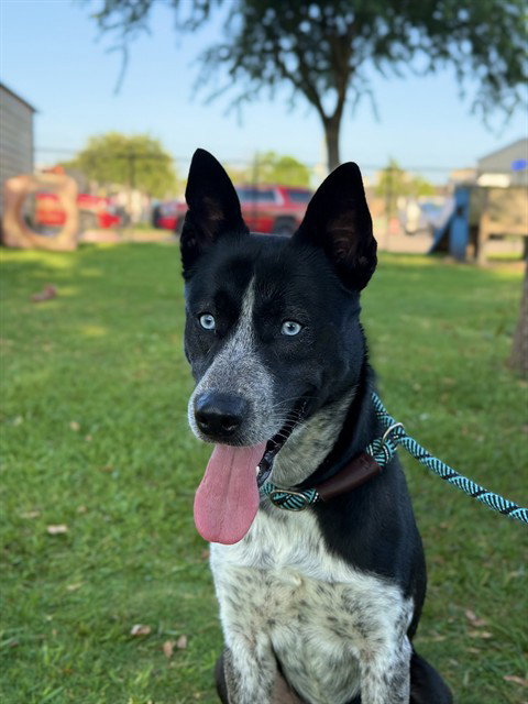 MOE, an adoptable Catahoula Leopard Dog in Sugar Land, TX