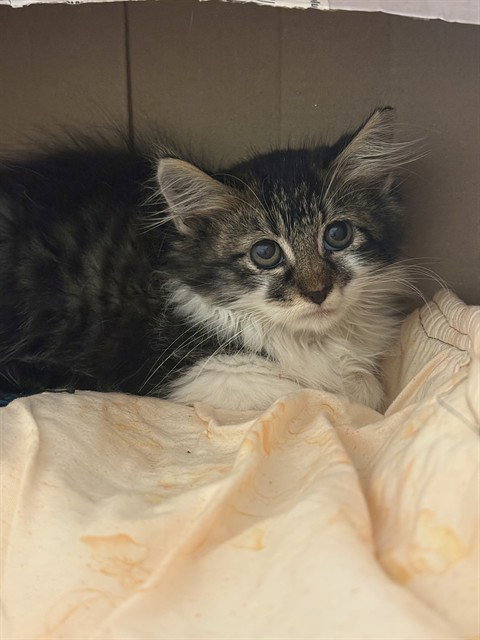 PILLOW, an adoptable Domestic Long Hair in Sugar Land, TX