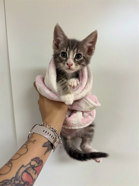 THEO, an adoptable Domestic Medium Hair in Sugar Land, TX