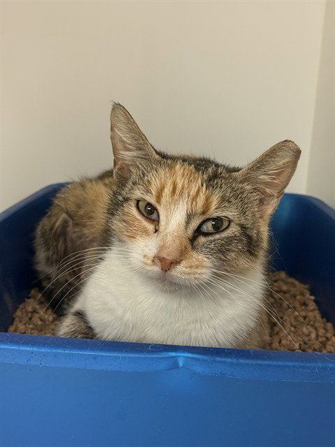 MRS POTTS, an adoptable Domestic Medium Hair in Sugar Land, TX