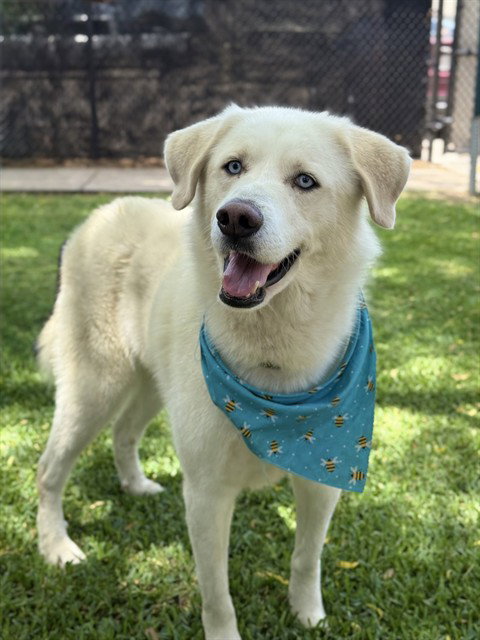 SUPER NOVA, an adoptable Great Pyrenees in Sugar Land, TX