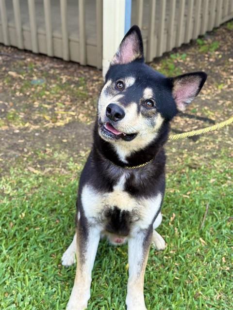 NOAH, an adoptable German Shepherd Dog in Sugar Land, TX