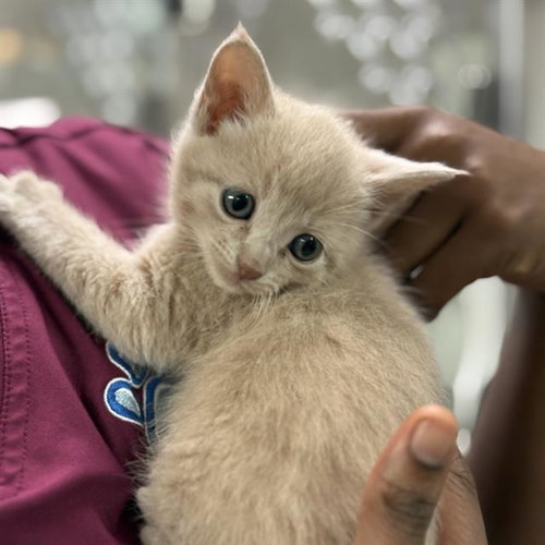 KAI, an adoptable Domestic Short Hair in Sugar Land, TX