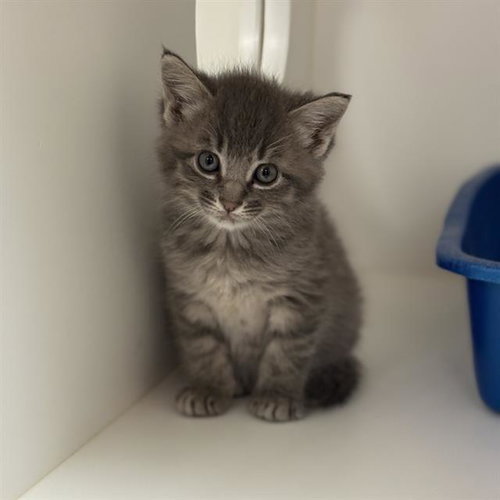 YUKI, an adoptable Domestic Short Hair in Sugar Land, TX