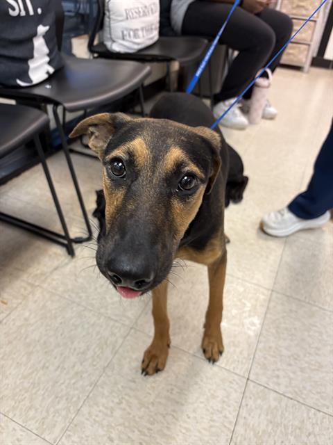 MISO, an adoptable German Shepherd Dog in Sugar Land, TX