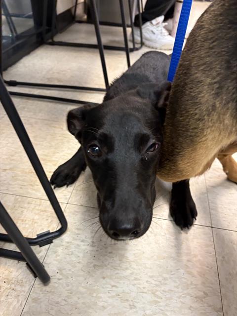SOUP, an adoptable German Shepherd Dog in Sugar Land, TX