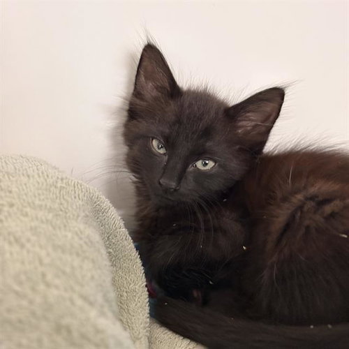 ALEX, an adoptable Domestic Short Hair in Sugar Land, TX
