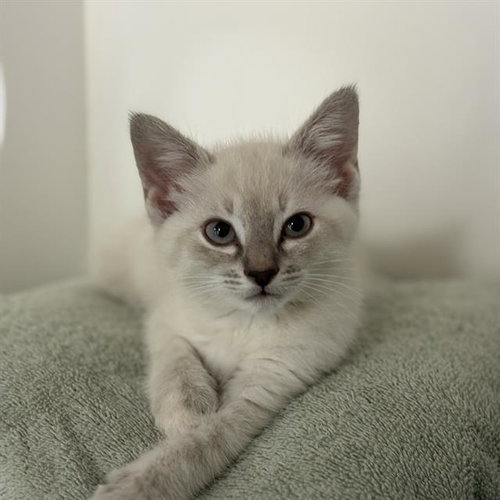 MOXIE, an adoptable Domestic Short Hair in Sugar Land, TX