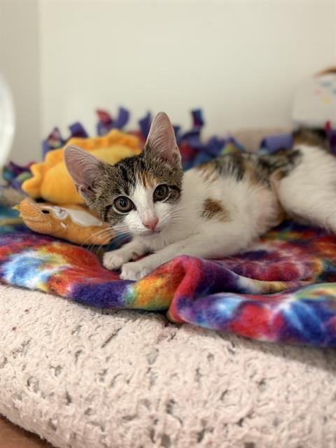 KITTY PURRY, Baby Domestic Short Hair (medium coat), cat for adoption in Friendswood, Texas