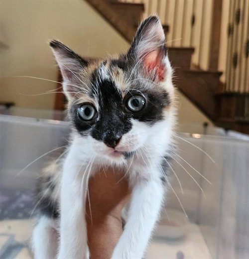 LARISSA, Baby Domestic Short Hair (medium coat), cat for adoption in League City, Texas
