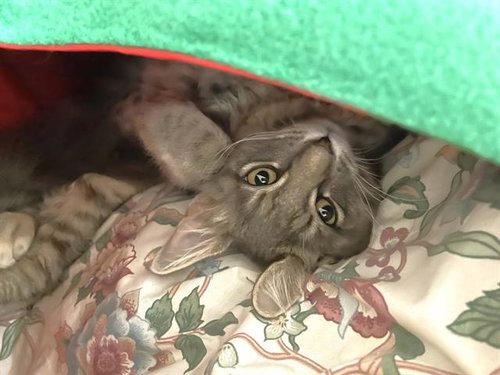 FEATHER, Young Domestic Long Hair (medium coat), cat for adoption in Friendswood, Texas