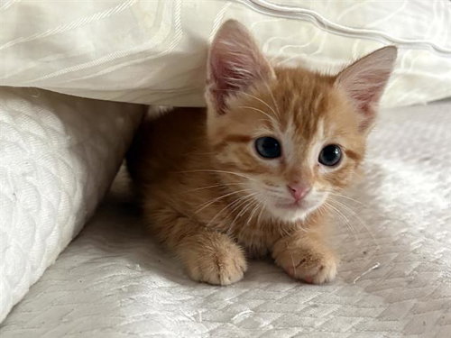 SIR FERDINAND