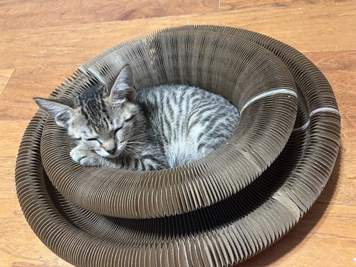 KING CROISSANT