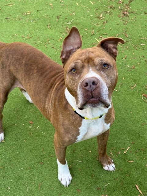 picture of the dog needing adoption