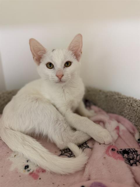 CLEOCATRA, an adoptable Domestic Short Hair in Sugar Land, TX