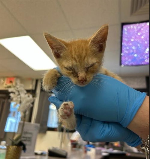 OJO, an adoptable Domestic Short Hair in Sugar Land, TX