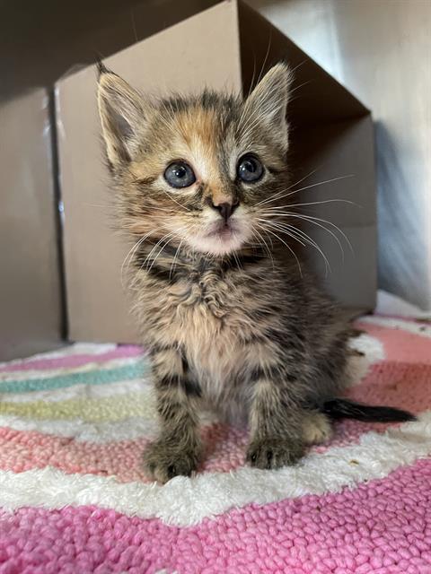 ENNIE, an adoptable Domestic Short Hair in Sugar Land, TX
