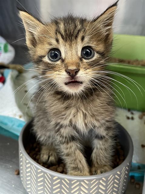 MINEY, an adoptable Domestic Short Hair in Sugar Land, TX