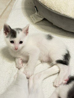 HARRY KANE, an adoptable Domestic Short Hair in Sugar Land, TX
