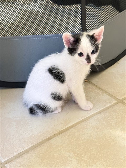 BALE, an adoptable Domestic Short Hair in Sugar Land, TX
