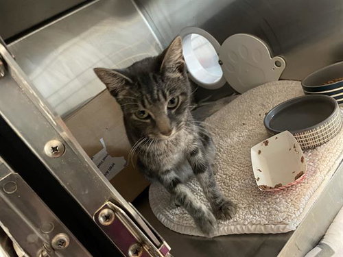 LUCY BRONZE, an adoptable Domestic Medium Hair in Sugar Land, TX