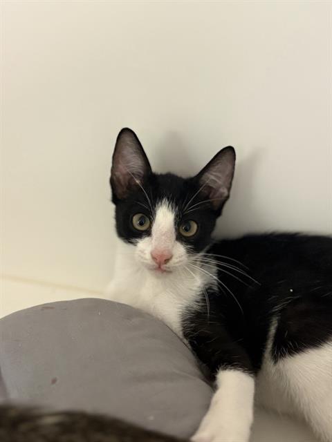 Domino