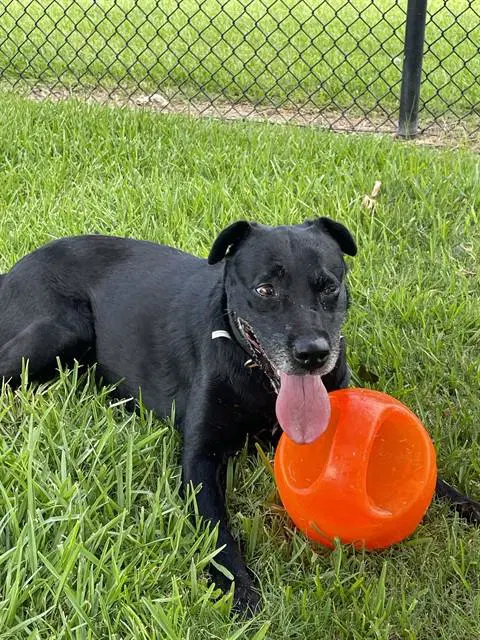 Athena - Labrador Retriever
