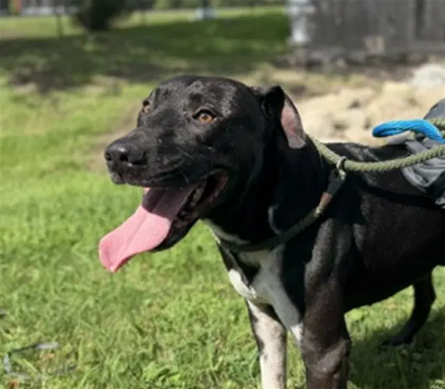 Rob - Staffy mix
