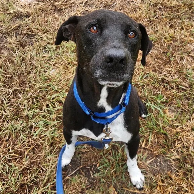 Rob - Staffy mix