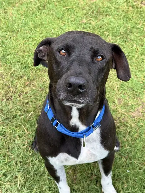 Rob - Staffy mix